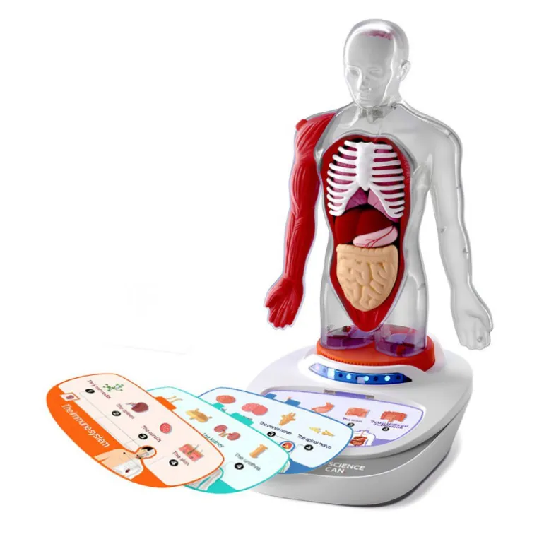 Canal Science Mi Cuerpo Voz Pedia 3D